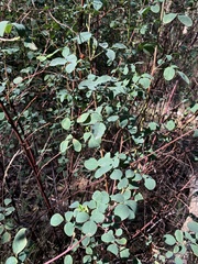 Goodia medicaginea