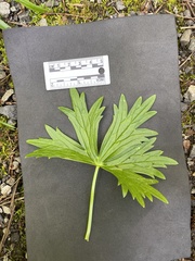 Delphinium trolliifolium