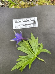 Delphinium trolliifolium