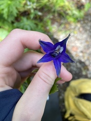 Delphinium trolliifolium