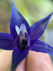 Delphinium trolliifolium