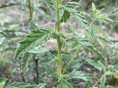 Varronia podocephala