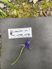 Delphinium trolliifolium