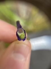 Delphinium trolliifolium