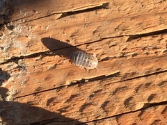 Armadillidium vulgare