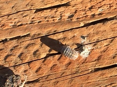 Armadillidium vulgare