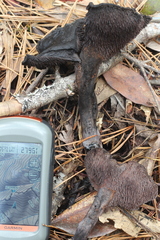 Hydnellum fuscoindicum