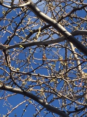 Turdus migratorius