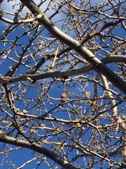 Turdus migratorius