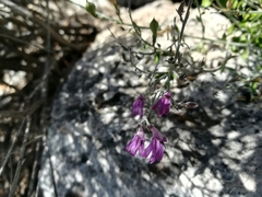 Mirandea huastecensis