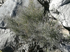 Mirandea huastecensis