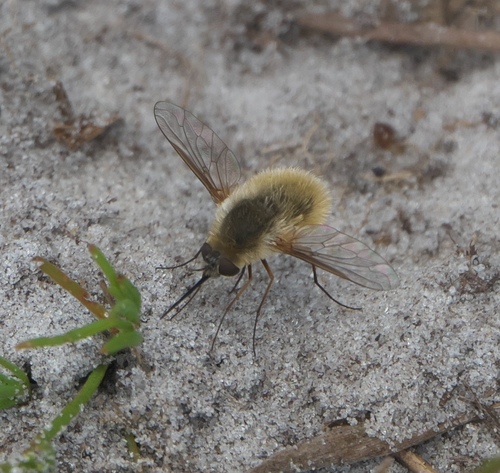 Systoechus solitus photo 5