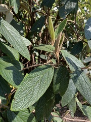 Viburnum rhytidophyllum