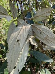 Viburnum rhytidophyllum
