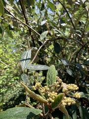Viburnum rhytidophyllum