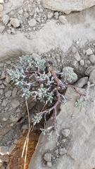 Eriogonum ovalifolium