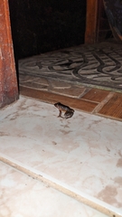 Leptodactylus melanonotus