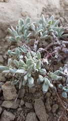 Eriogonum ovalifolium