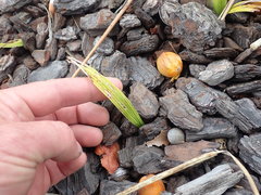 Syagrus romanzoffiana