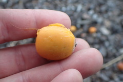 Syagrus romanzoffiana