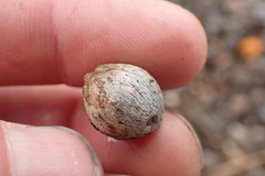 Syagrus romanzoffiana