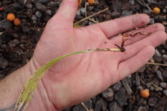 Syagrus romanzoffiana