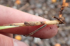 Syagrus romanzoffiana