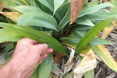 Syagrus romanzoffiana