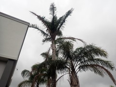 Syagrus romanzoffiana