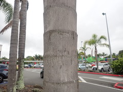 Syagrus romanzoffiana