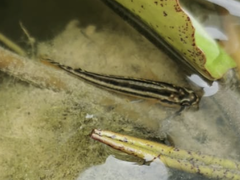 Melanochromis auratus