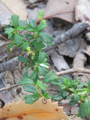 Xanthosia tridentata