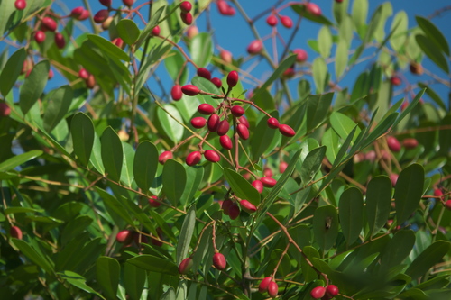 Paradisetree (Simarouba glauca)