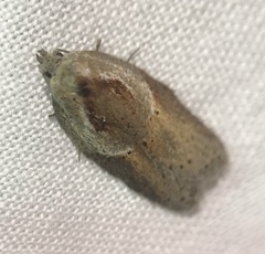 Acleris maculidorsana