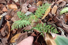 Jacaranda mimosifolia