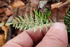 Jacaranda mimosifolia