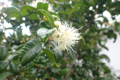Syzygium