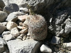 Echinocereus armatus