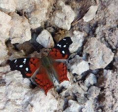 Hypanartia kefersteini