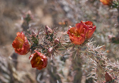 Cylindropuntia thurberi versicolor