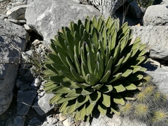 Agave victoriae-reginae