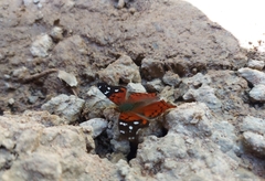 Hypanartia kefersteini