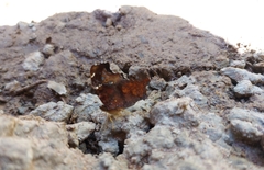 Hypanartia kefersteini