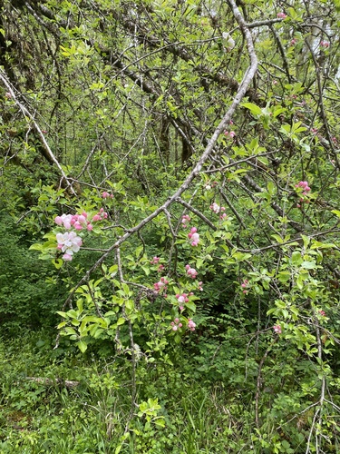 Malus prunifolia iNat (2)
