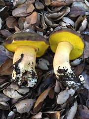 Aureoboletus citriniporus