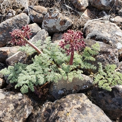 Lomatium minus