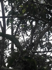 Psilopogon zeylanicus