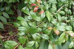 Syzygium