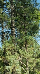 Pseudotsuga menziesii