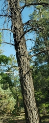 Pseudotsuga menziesii